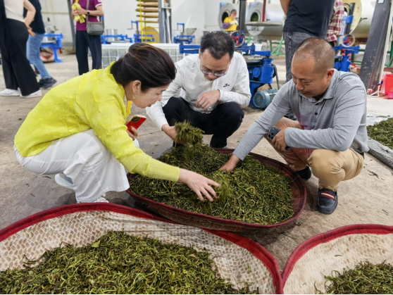 一叶茶香  两岸缘牵——台湾中华华人茶文化协会莅饶考察0420931